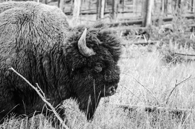 bison-1-of-1